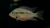Fire Mouth Cichlid (Thorichthys meeki)