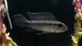 Apistogramma rotkeil - Pair