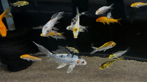Assorted Koi (Cyprinus rubrofuscus) -...