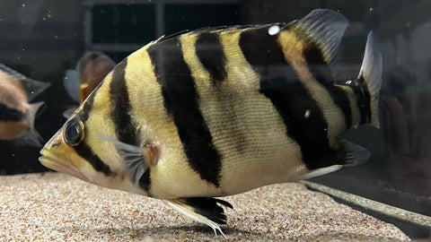 Indo Mix Bar Datnoid (Datnoides sp.) - WYSIWYG – The Waterfront SLC