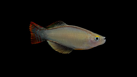 Variable Lampeye (Procatopus similis) – The Waterfront SLC