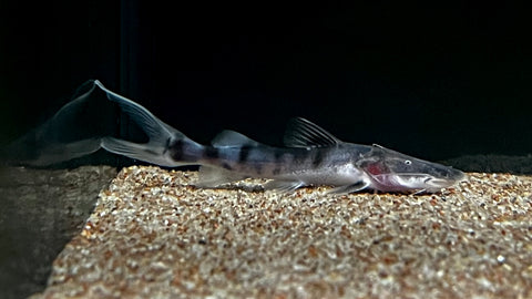 Tigrinus Catfish (Batasio tigrinus) - Small – The Waterfront SLC
