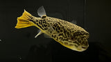 Mbu Puffer (Tretradon mbu) - T151 WYSIWYG