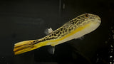 Mbu Puffer (Tretradon mbu) - T151 WYSIWYG