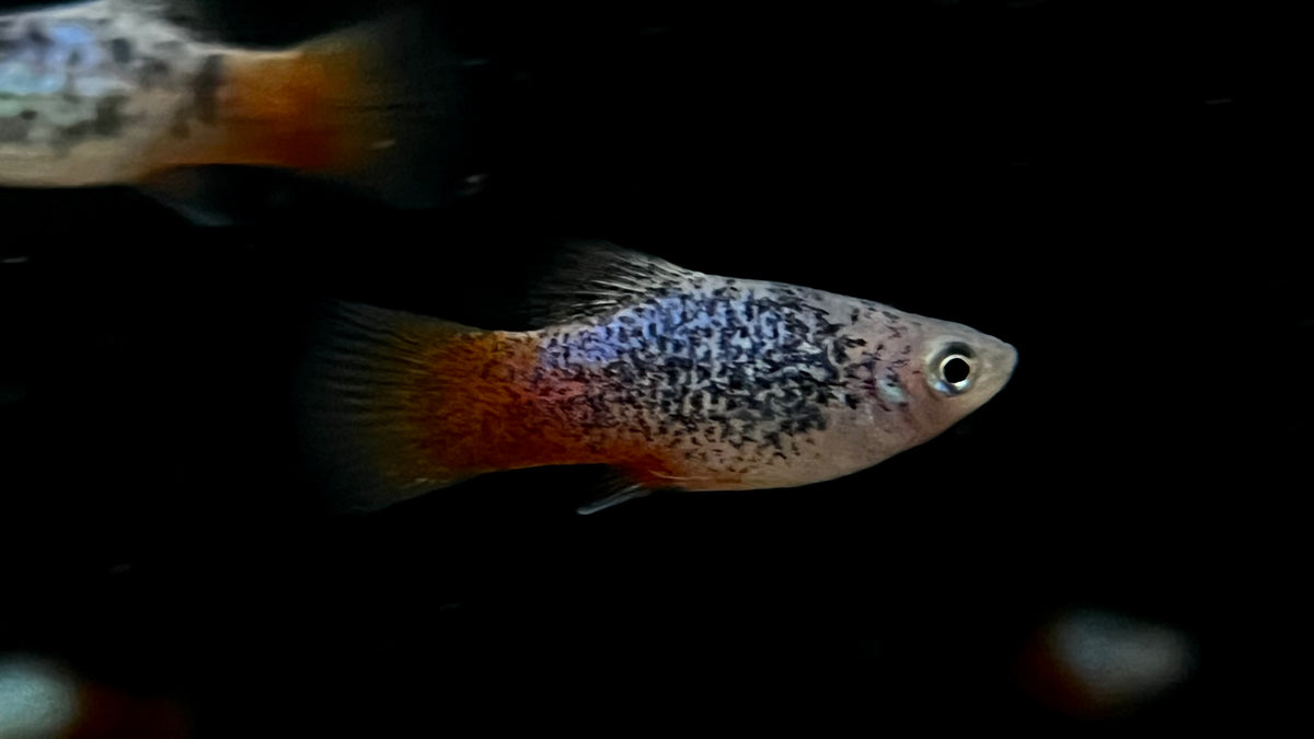 Redtail Blue Variatus Platy (Xiphophorus variatus) – The Waterfront SLC