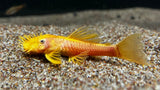 Blue Eye Lemon Bristlenose Pleco (Ancistrus sp. "BEL")