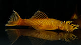 Blue Eye Lemon Bristlenose Pleco (Ancistrus sp. "BEL")