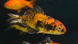 Wakin Goldfish (Carassius auratus)