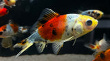 Wakin Goldfish (Carassius auratus)
