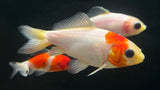 Wakin Goldfish (Carassius auratus)