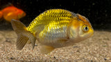 Ranchu Goldfish (Carassius auratus)