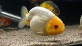 Ranchu Goldfish (Carassius auratus)