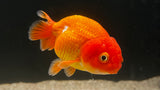 Ranchu Goldfish (Carassius auratus)