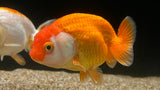 Ranchu Goldfish (Carassius auratus)