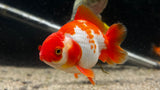 Ryukin Goldfish (Carassius auratus)