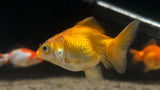 Ryukin Goldfish (Carassius auratus)