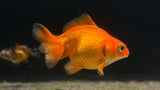 Ryukin Goldfish (Carassius auratus)