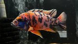 Assorted OB Peacock (Aulonocara sp.)