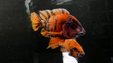 Assorted OB Peacock (Aulonocara sp.)