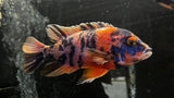 Assorted OB Peacock (Aulonocara sp.)