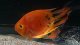 Red Tiger Parrot (Amphilophus sp. hybrid) - T141 WYSIWYG