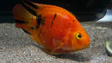 Red Tiger Parrot (Amphilophus sp. hybrid) - T141 WYSIWYG