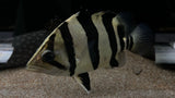 Three Bar Datnoid (Datnioides microlepis) - T38 WYSIWYG