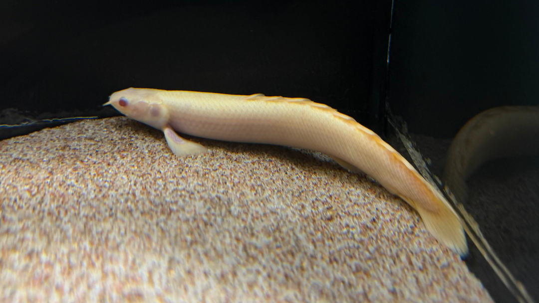 Available Freshwater Fish – The Waterfront SLC