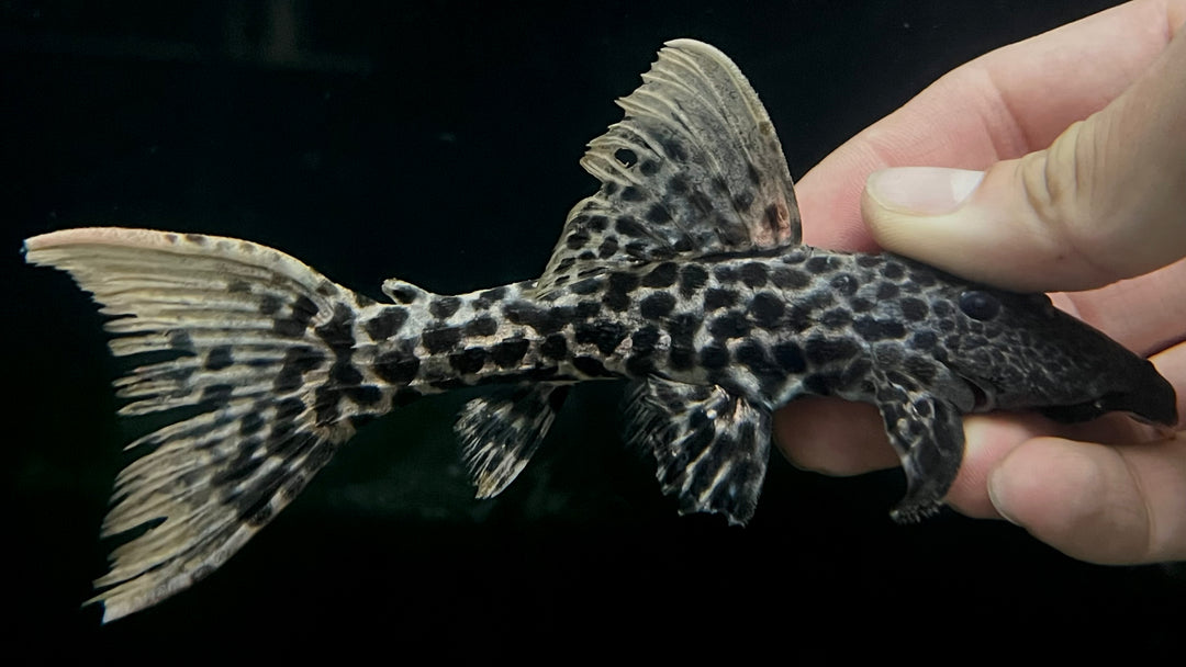 Available Freshwater Fish – The Waterfront SLC