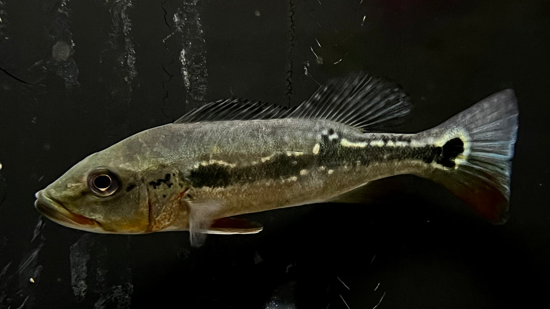 Available Freshwater Fish – The Waterfront SLC