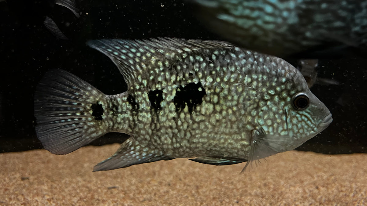 Electric Blue Carpintis Cichlid (Herichtys carpintis) – The Waterfront SLC