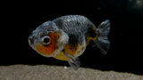 Ranchu Goldfish (Carassius auratus)
