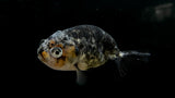 Ranchu Goldfish (Carassius auratus)