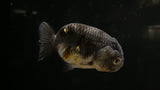 Ranchu Goldfish (Carassius auratus)