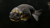 Ranchu Goldfish (Carassius auratus)