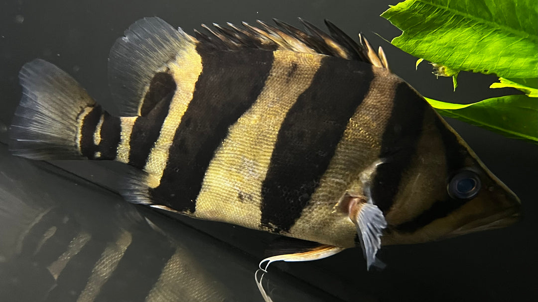 Community Fish – The Waterfront SLC