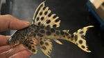L-75 Para Pleco (Peckoltia sabaji)