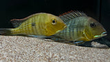 Red Head Tapajos (Geophagus pyrocephalus)