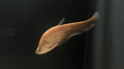 Giant Featherback Knifefish (Chitala lopis)