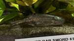 Baby Whale (Brienomyrus brachyistius)