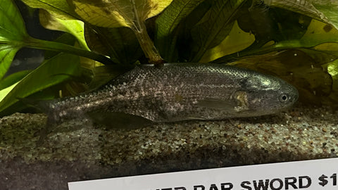 Baby Whale (Brienomyrus brachyistius)