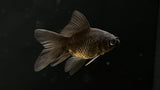 Shortbody Butterfly Koi (Cyprinus rubrofuscus) - Small