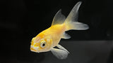 Shortbody Butterfly Koi (Cyprinus rubrofuscus) - Small