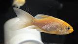 Shortbody Butterfly Koi (Cyprinus rubrofuscus) - Small