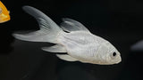Shortbody Butterfly Koi (Cyprinus rubrofuscus) - Small