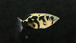 Burmese Clouded Archer (Toxotes blythii) - Small