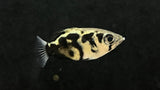 Burmese Clouded Archer (Toxotes blythii)