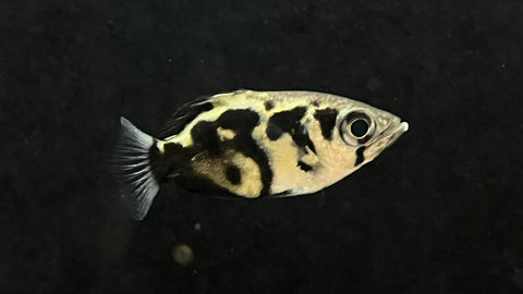 Burmese Clouded Archer (Toxotes blythii) - Small