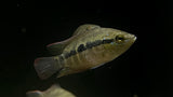 Salvini Cichlid (Trichromis salvini)