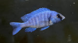 Pheno Star Sapphire (Placidochromis sp. Phenochilus Tanzania)